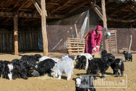 Дундговь аймгийн аврага малчин, Алдарт уяач Эрдэнэдоо сардаа 1 сая 400 мянган төгрөгний тэтгэвэр авдаг